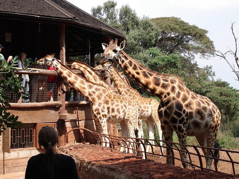 Giraffe Centre
