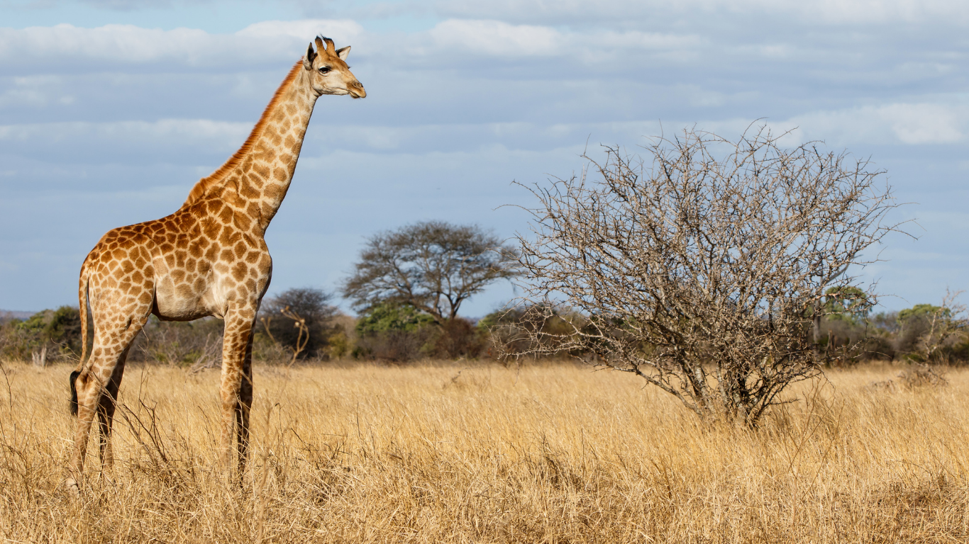 9D8N South Africa Safari & Cape Town Tour