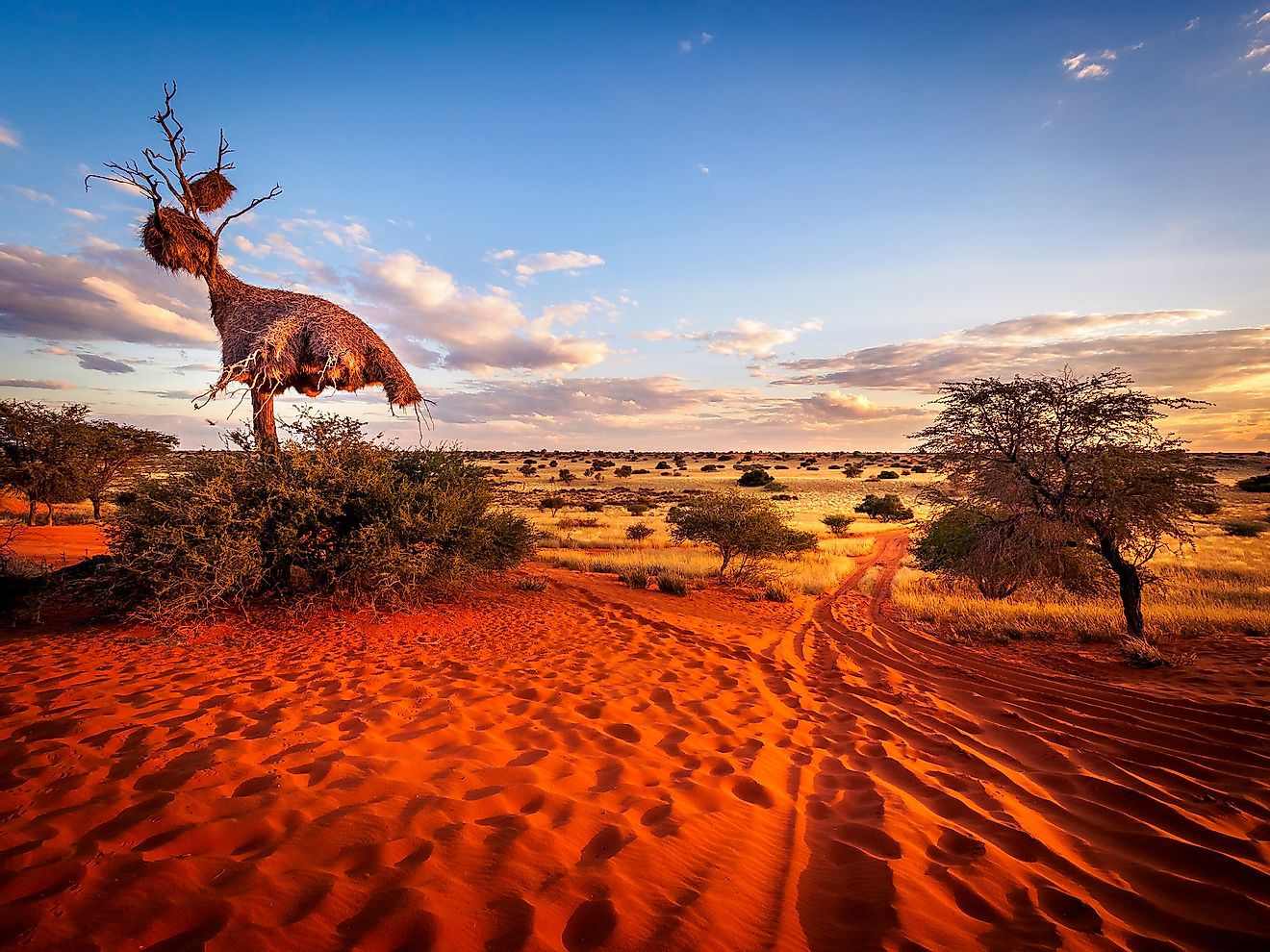 Kalahari Desert