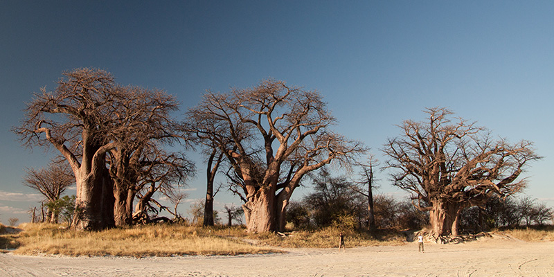 Nxai Pan National Parks