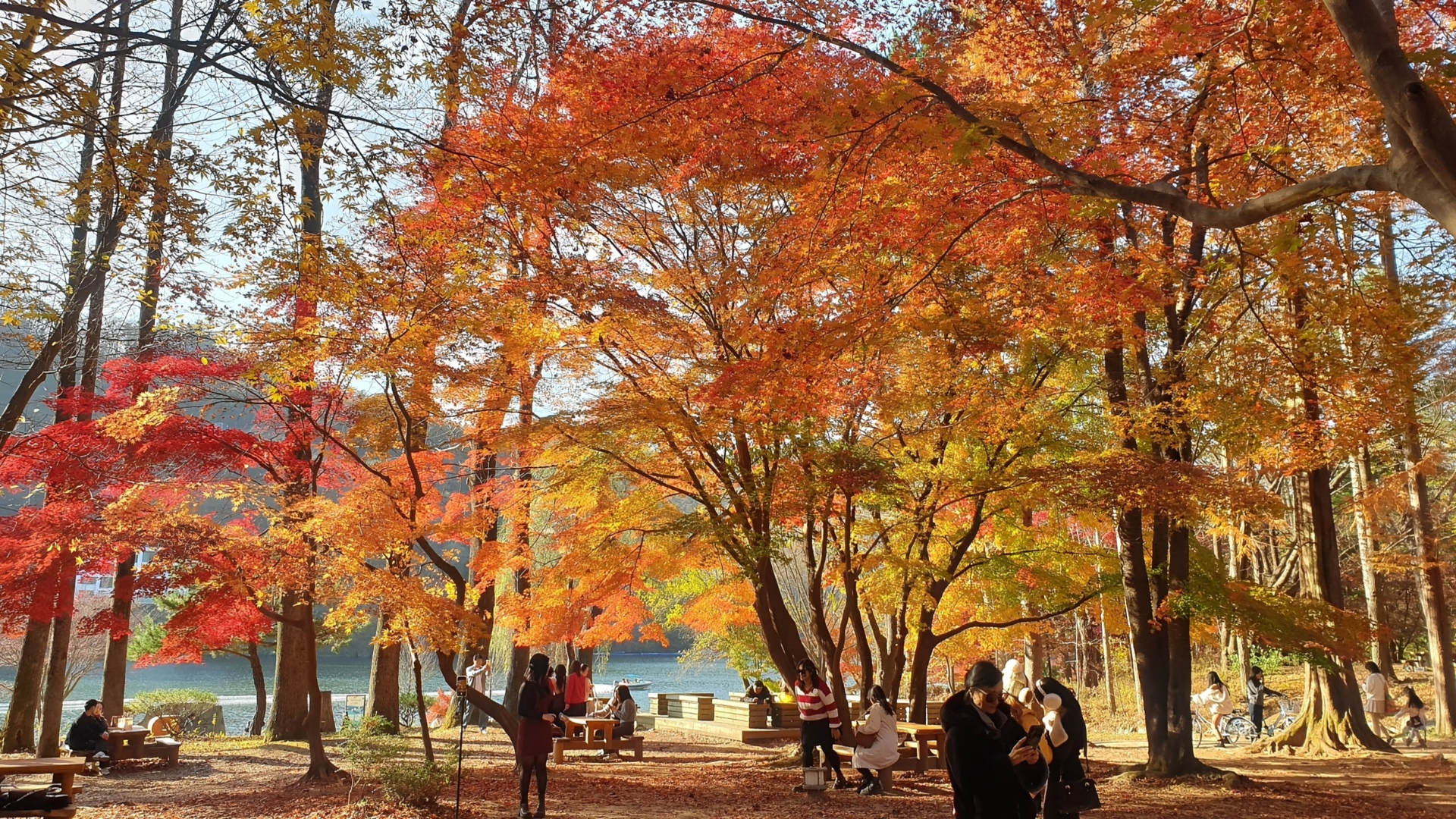 Seoul & Nami Island in 5 Days