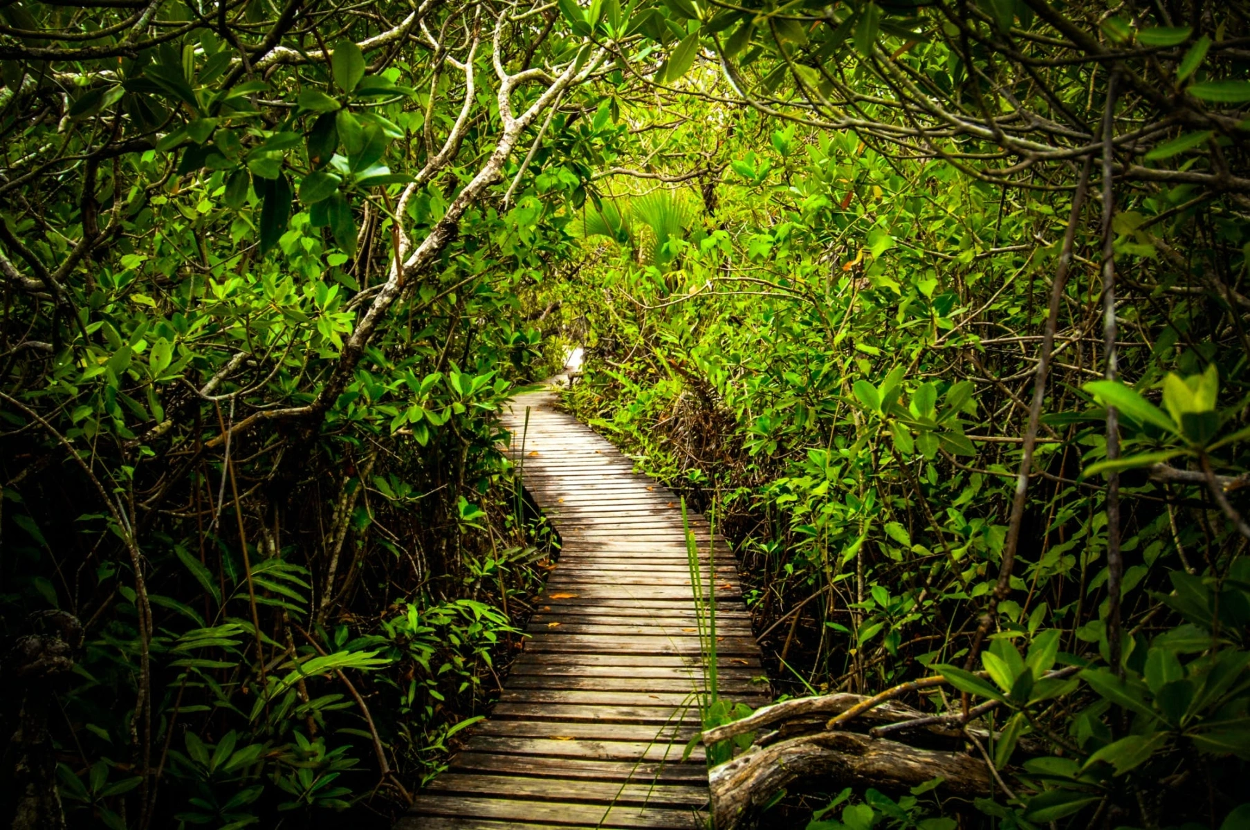 Lucayan National Park