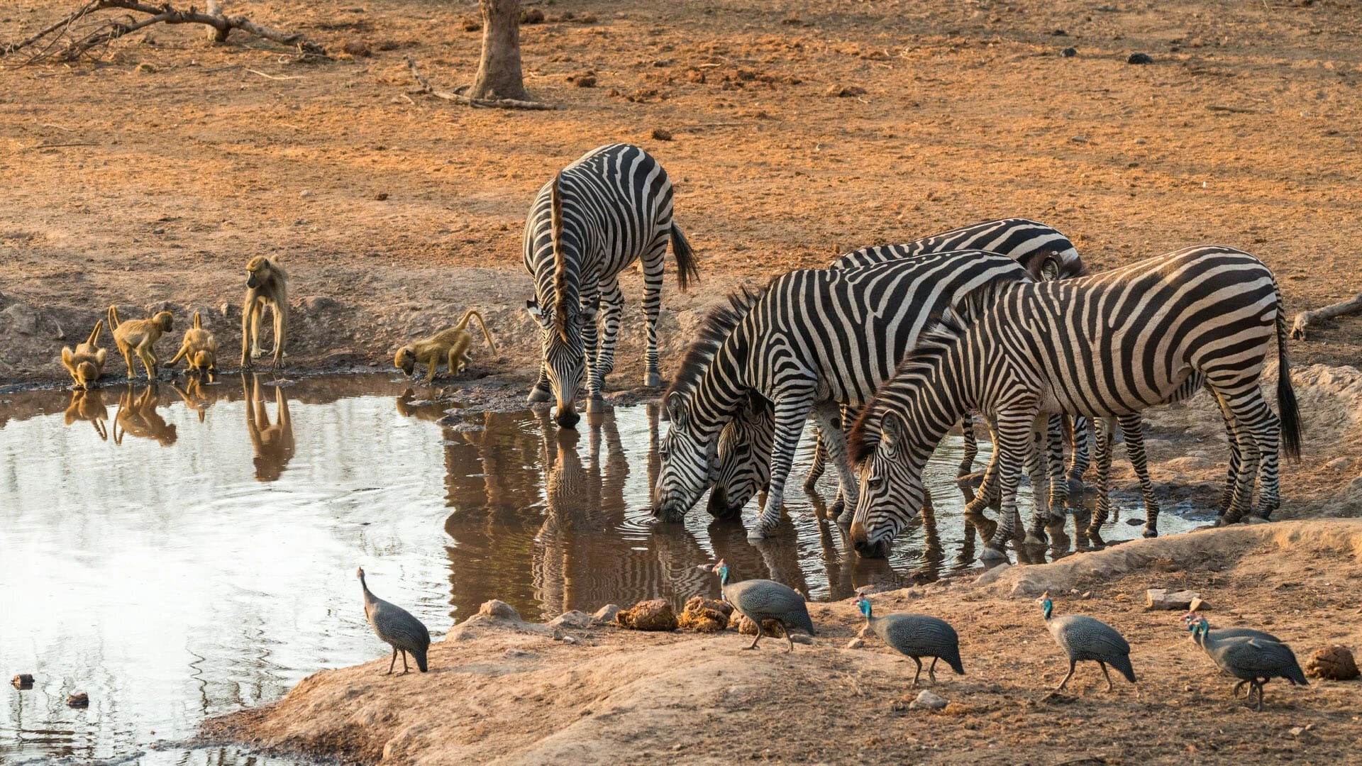 Majete Wildlife Reserve