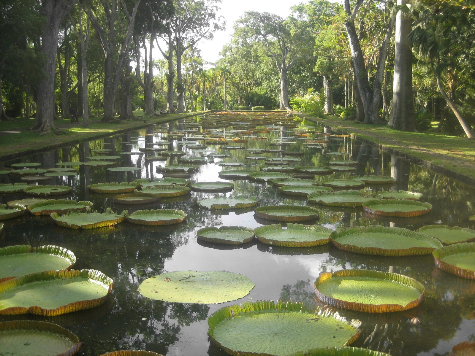 Pamplemousse Botanical Gardens