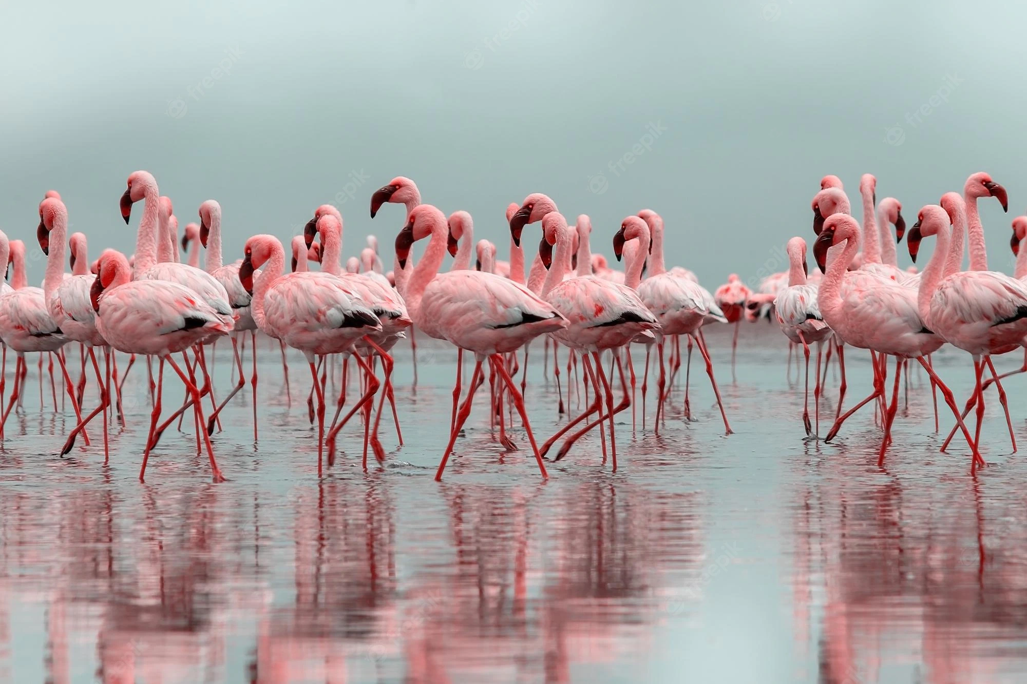 Walvis Bay Flamingo