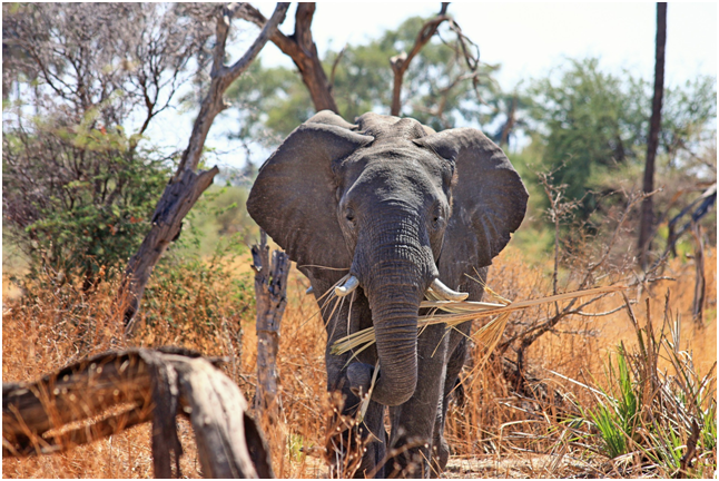 botswana