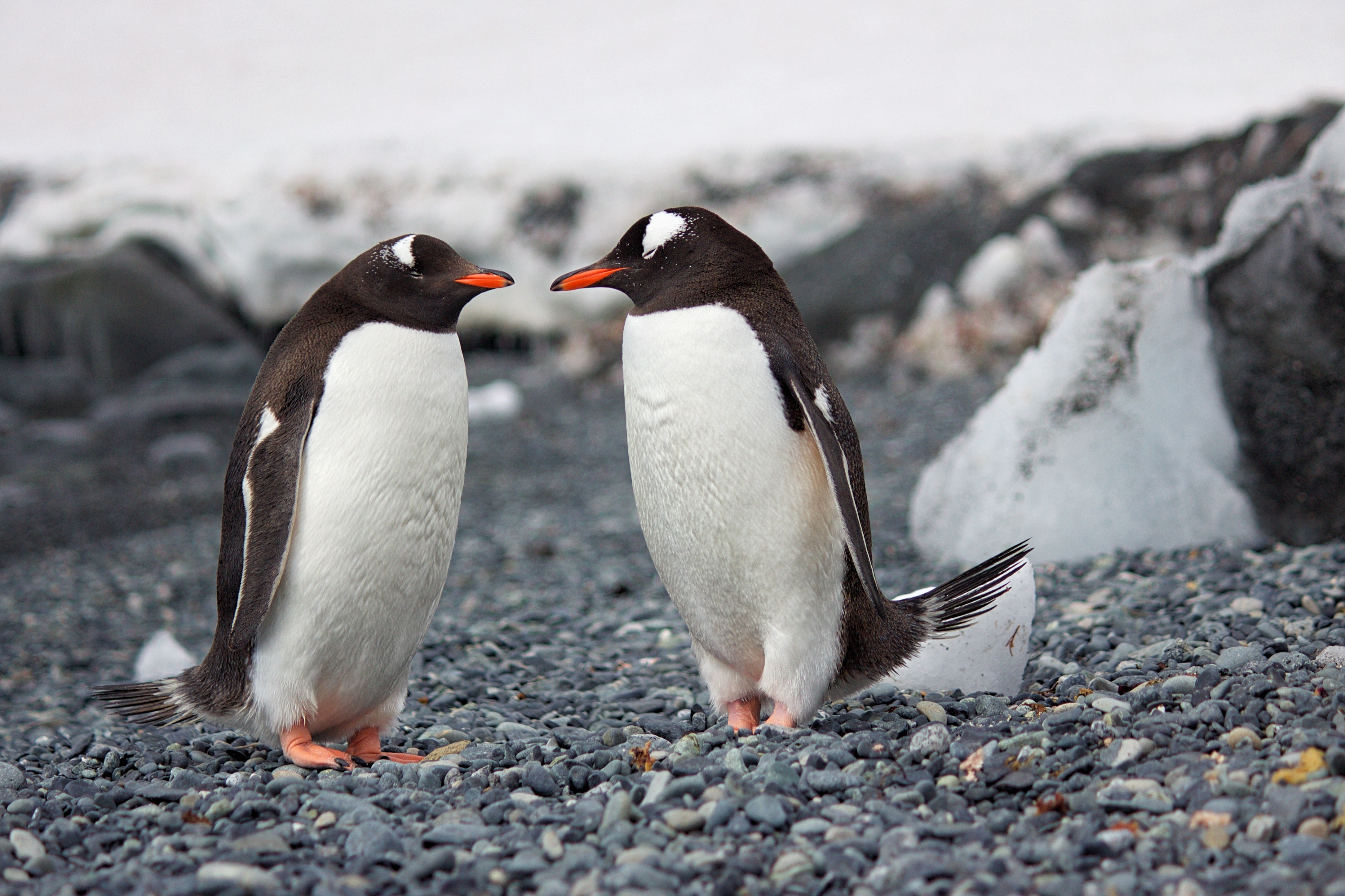 Day 07: Morning Tour incl International Antarctic Centre