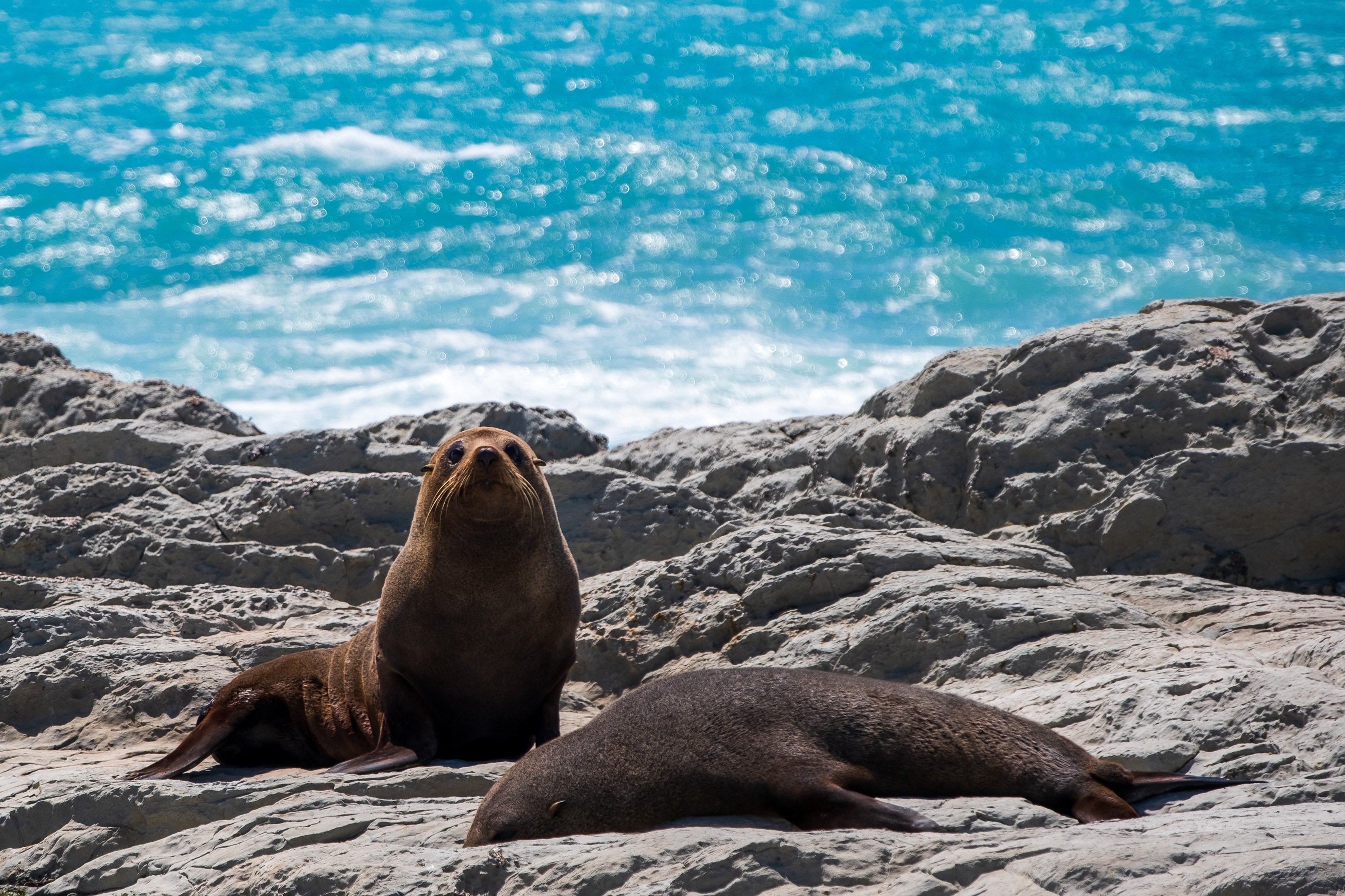 Day 05: Marine-life Encounters 