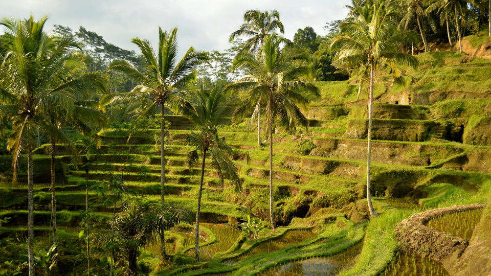 Day 3: Transfer to Ubud (Mountain Retreat)