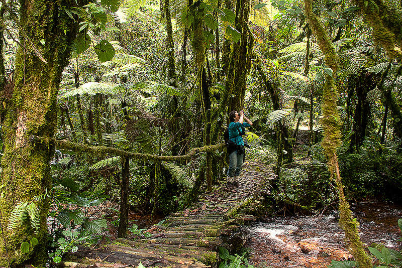 Bwindi Impenetrable Forest