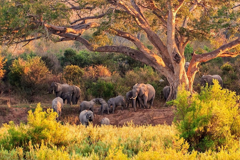 Kuger National Park