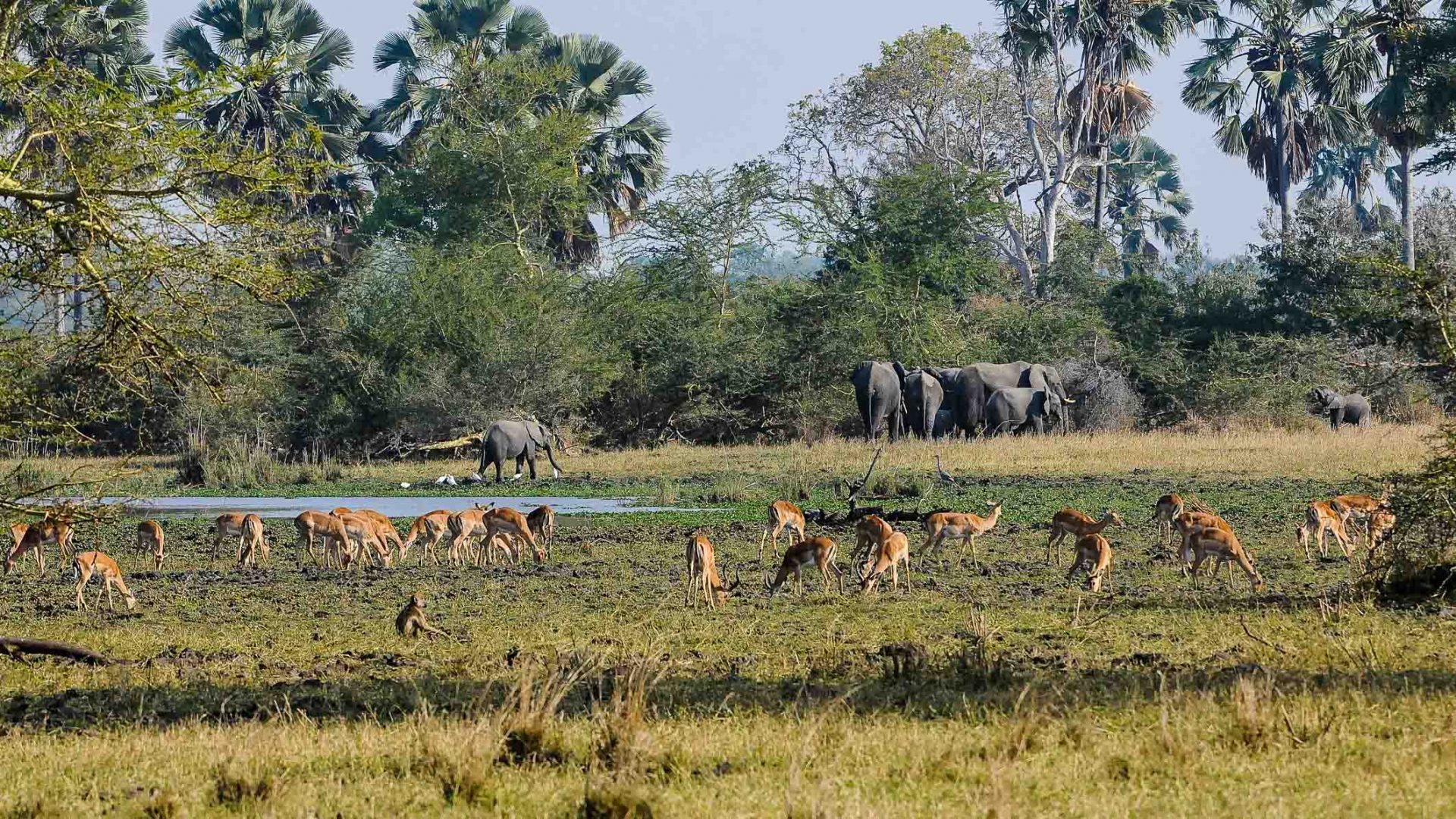 Liwonde National Park