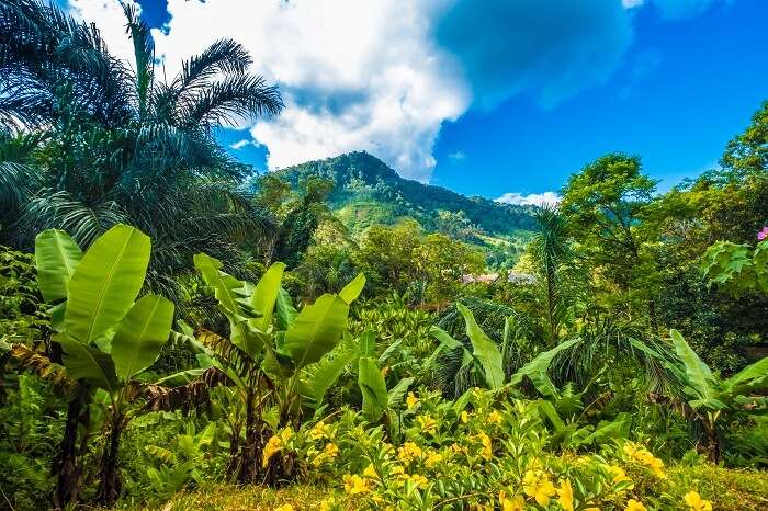 Ranomafana National Park